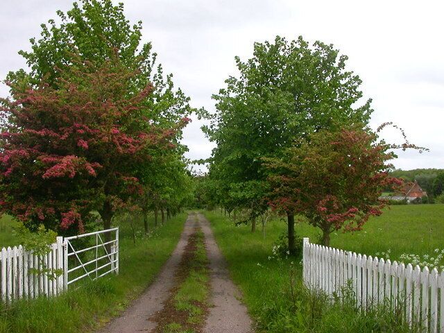 A rural path flanked by trees and a white fence.