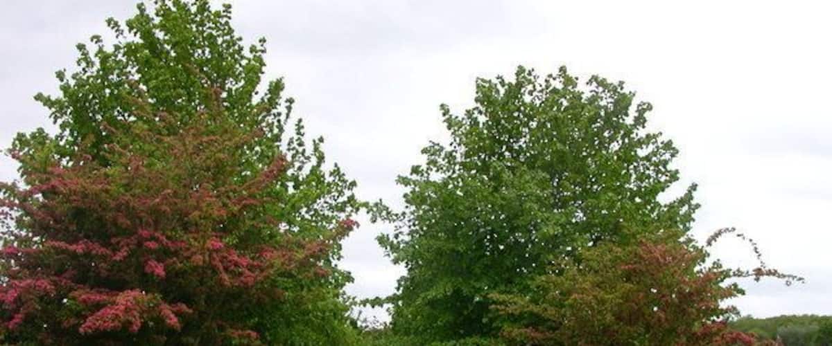 A rural path flanked by trees and a white fence.