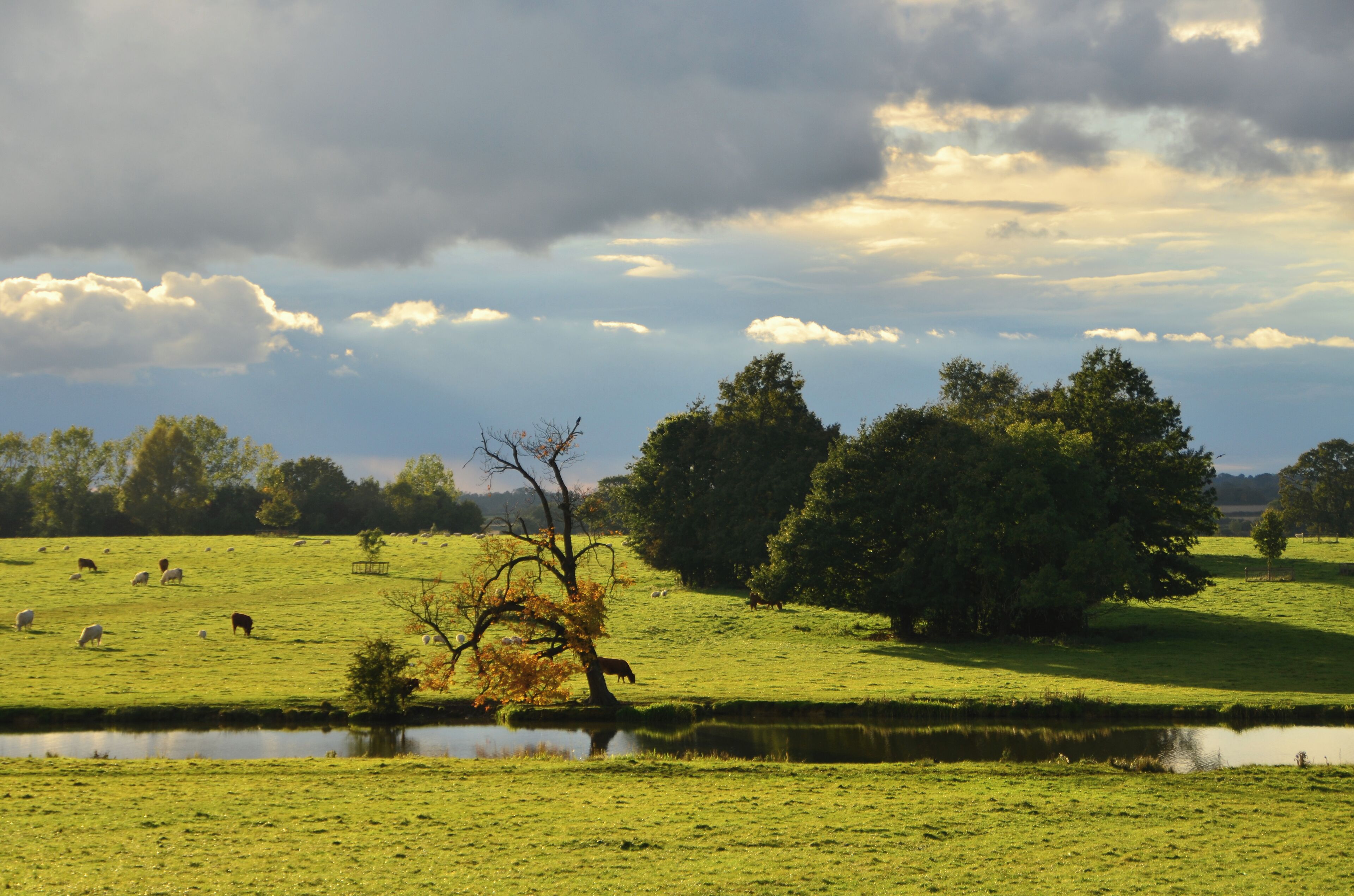 A grassy field with a pond, trees, and sheep grazing.