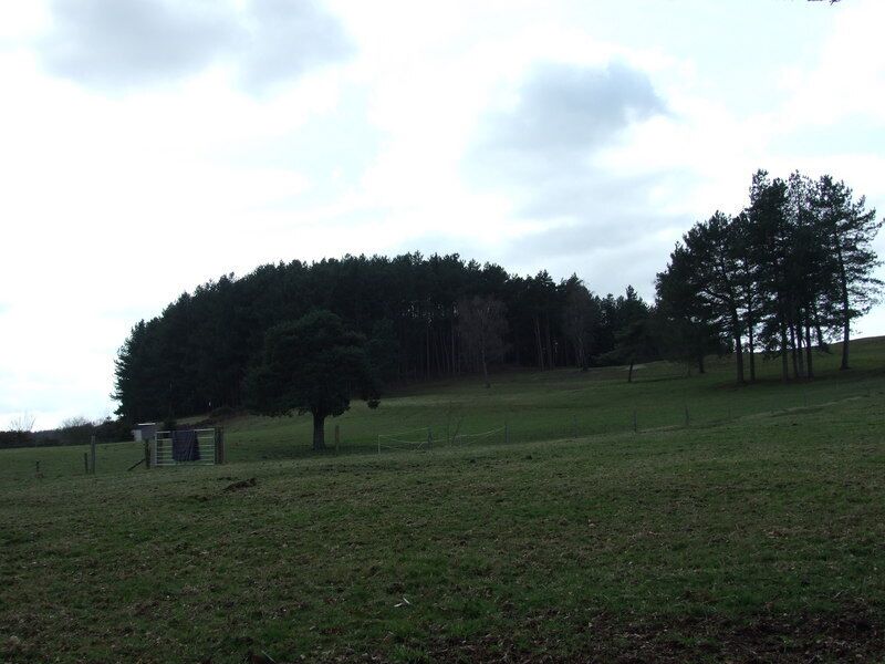 Trees on Wedge Hill, Woodlands Common