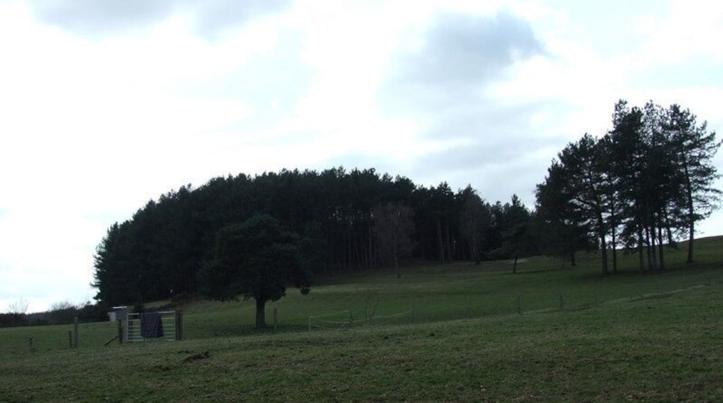 Trees on Wedge Hill, Woodlands Common