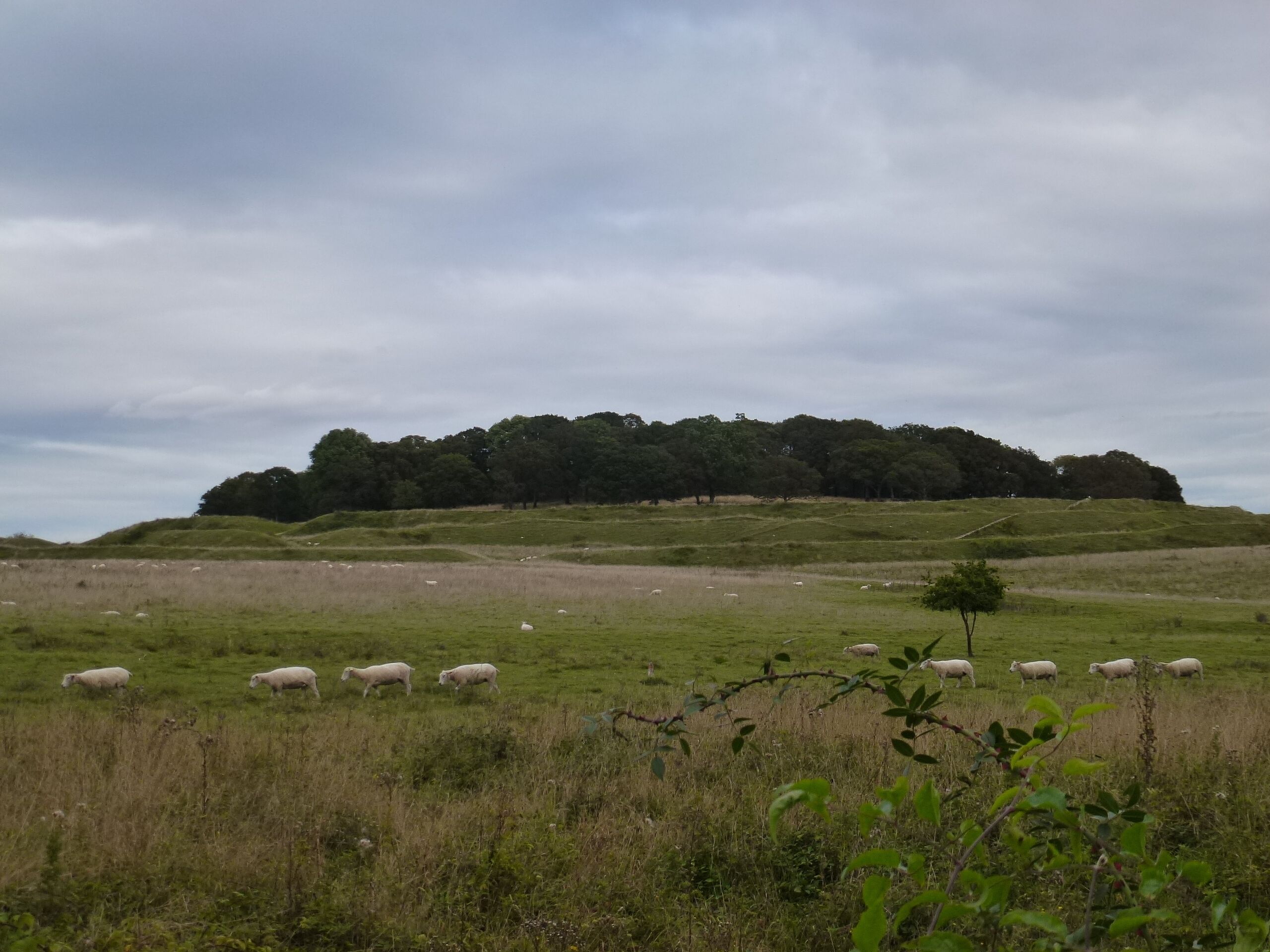 A grassy field with sheep and a hill with trees in the background.