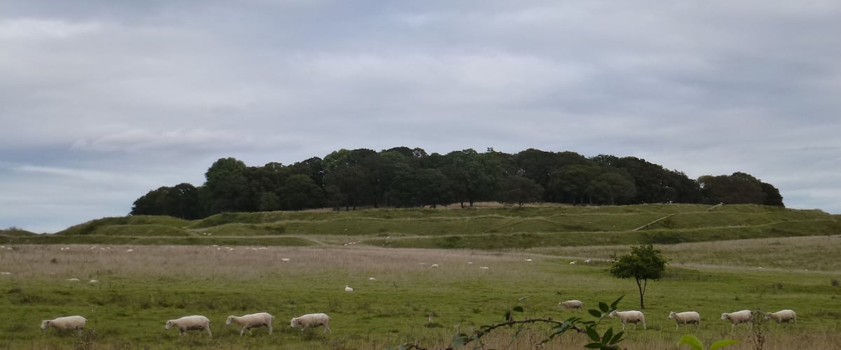 A grassy field with sheep and a hill with trees in the background.
