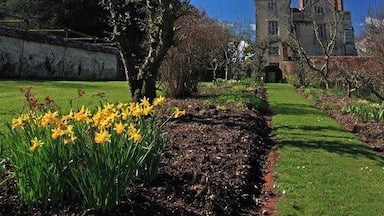 A garden with daffodils, a large tree, and a historic building in the background.