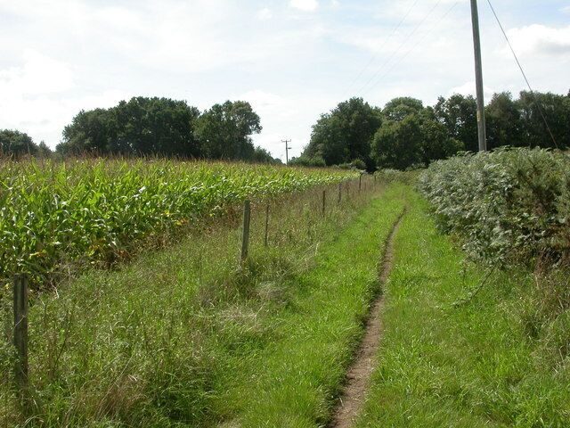 Verwood, maize field As seen from bridleway from Verwood Manor Farm to Crab Orchard Way.