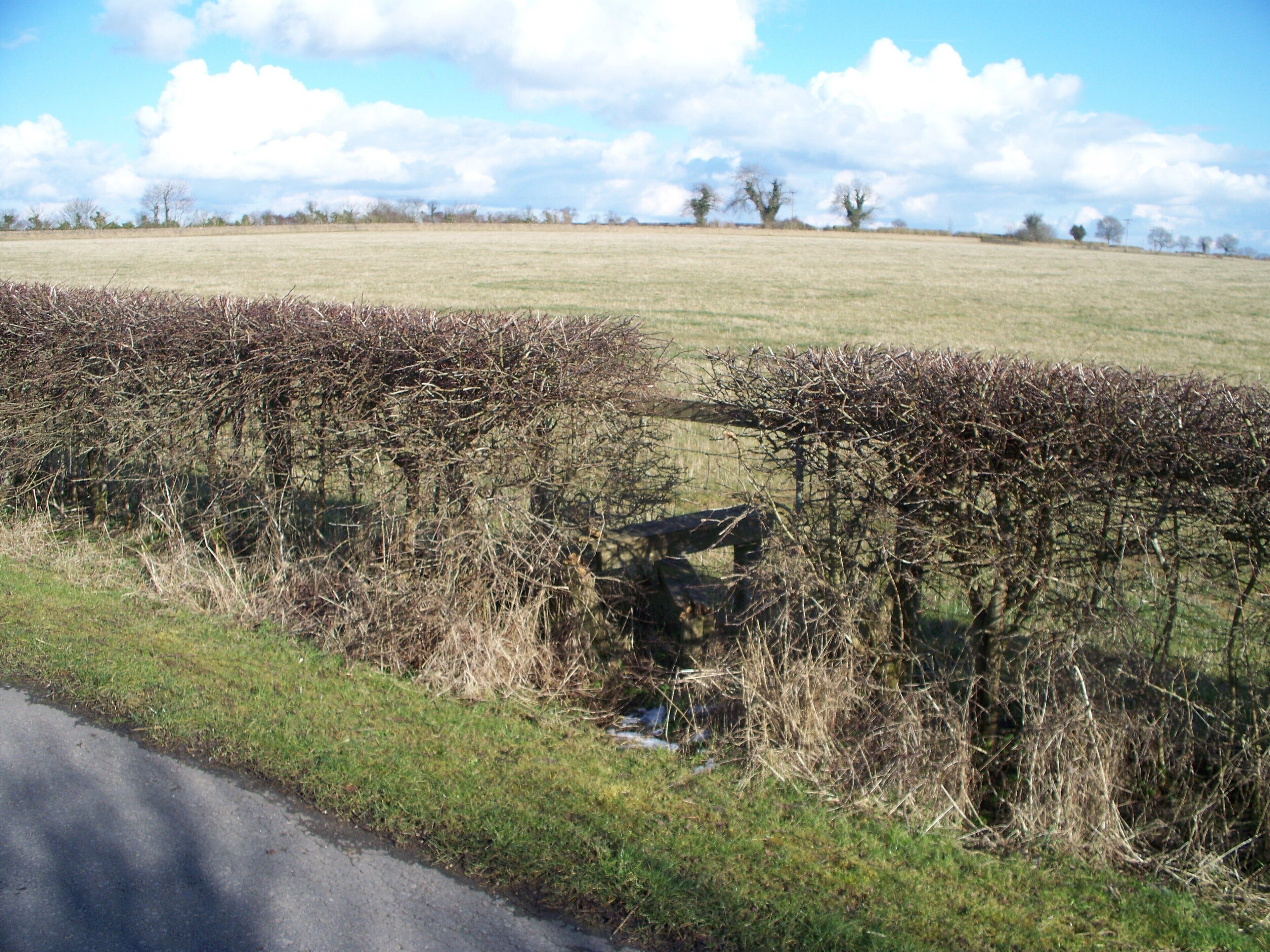 Stile for narrow people [1] The line of the footpath leaves the driveway at this point and cuts the corner of the field to the minor road. It is obvious that the stile allowing passage into the field is not used much as the growth of the hedge makes it almost impossible to use.