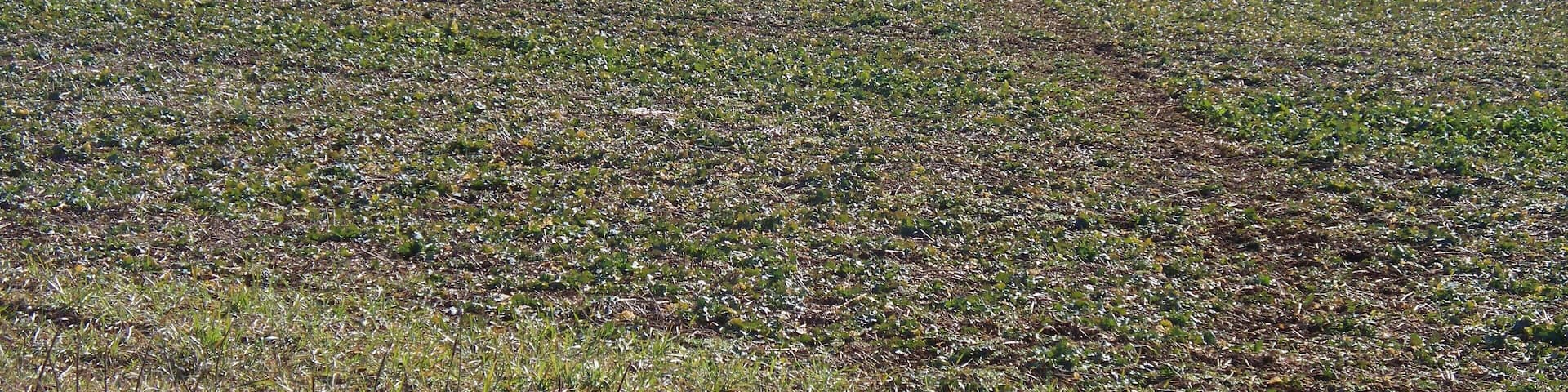 A vast open field with sparse vegetation and distant trees.