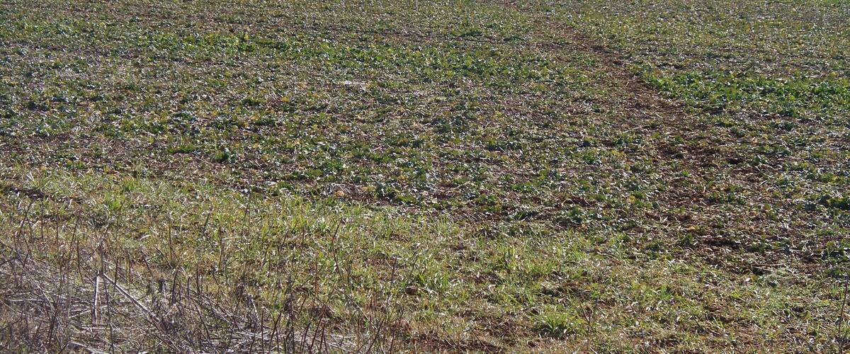 A vast open field with sparse vegetation and distant trees.