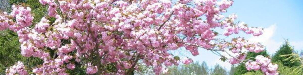 Cherry-blossom at Cleveley, Oxfordshire. This footpath goes down a holloway to the River Glyme.