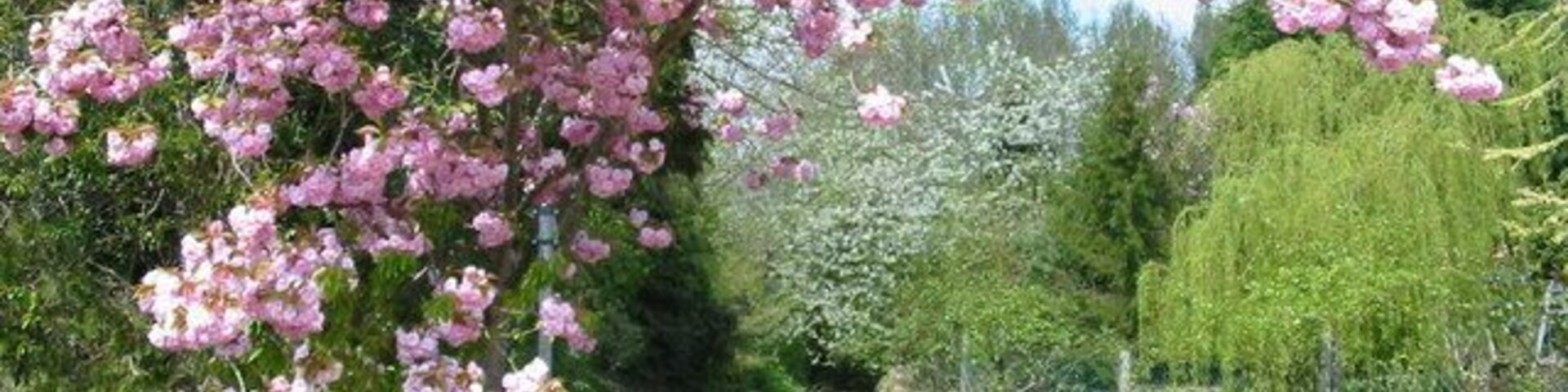 Cherry-blossom at Cleveley, Oxfordshire. This footpath goes down a holloway to the River Glyme.