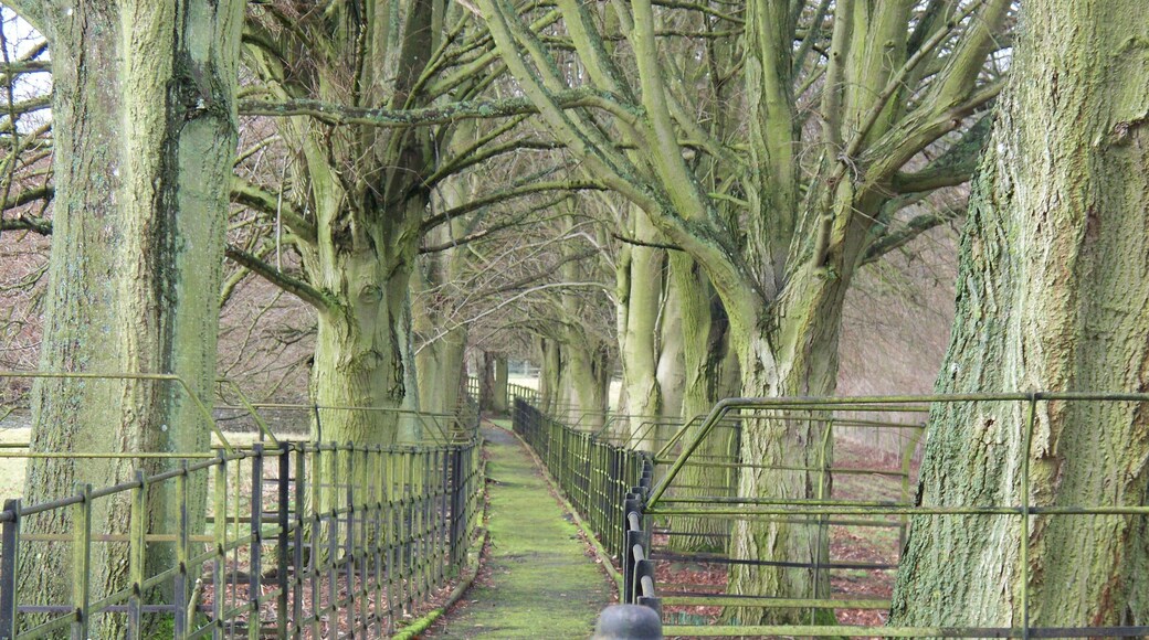 Avenued footpath linking the manor house and parish church at Cornwell, Oxfordshire