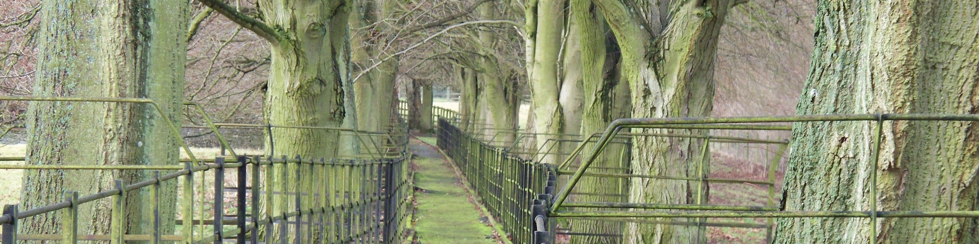 Avenued footpath linking the manor house and parish church at Cornwell, Oxfordshire