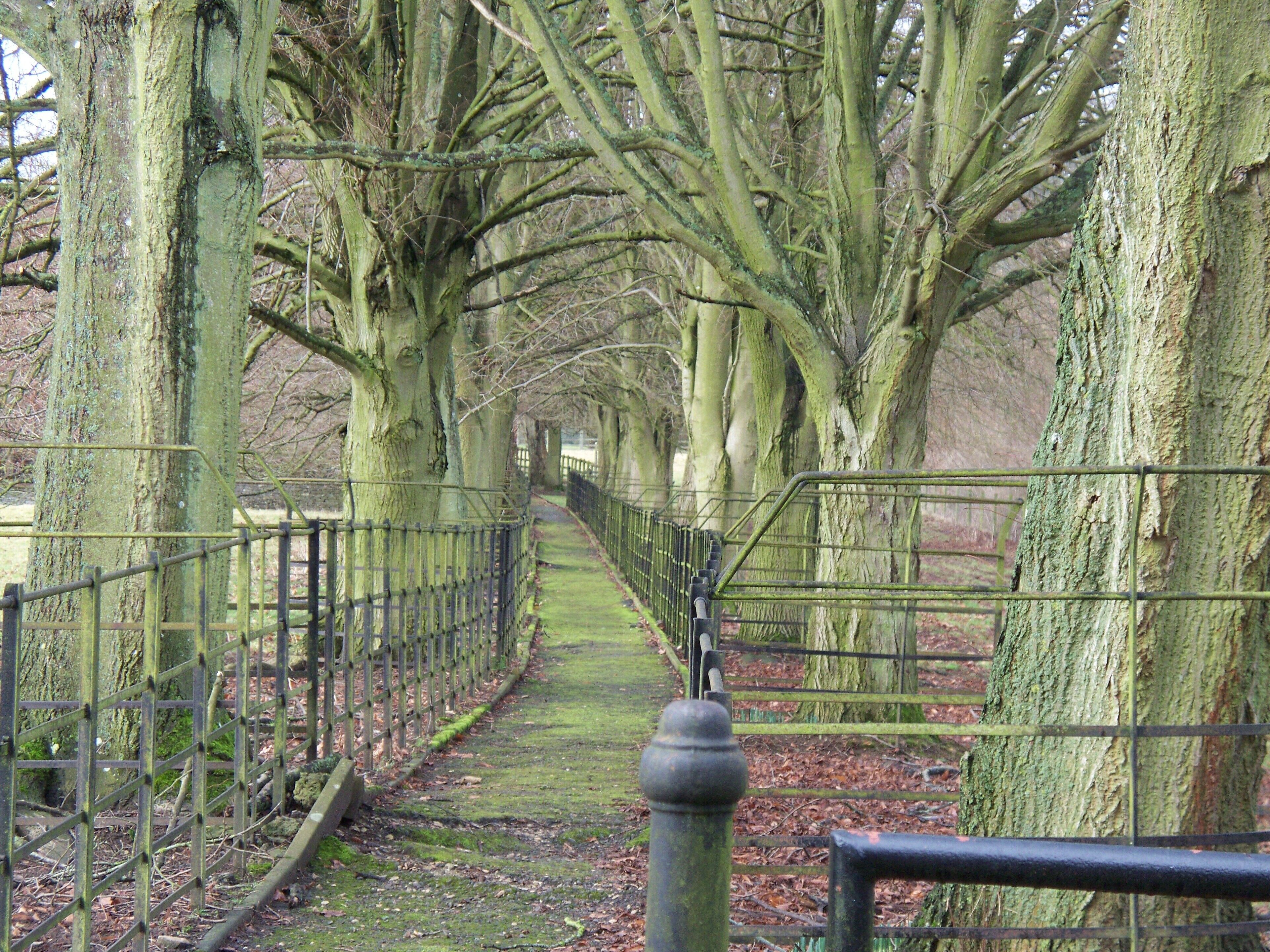 A pathway lined with large trees and a metal fence.