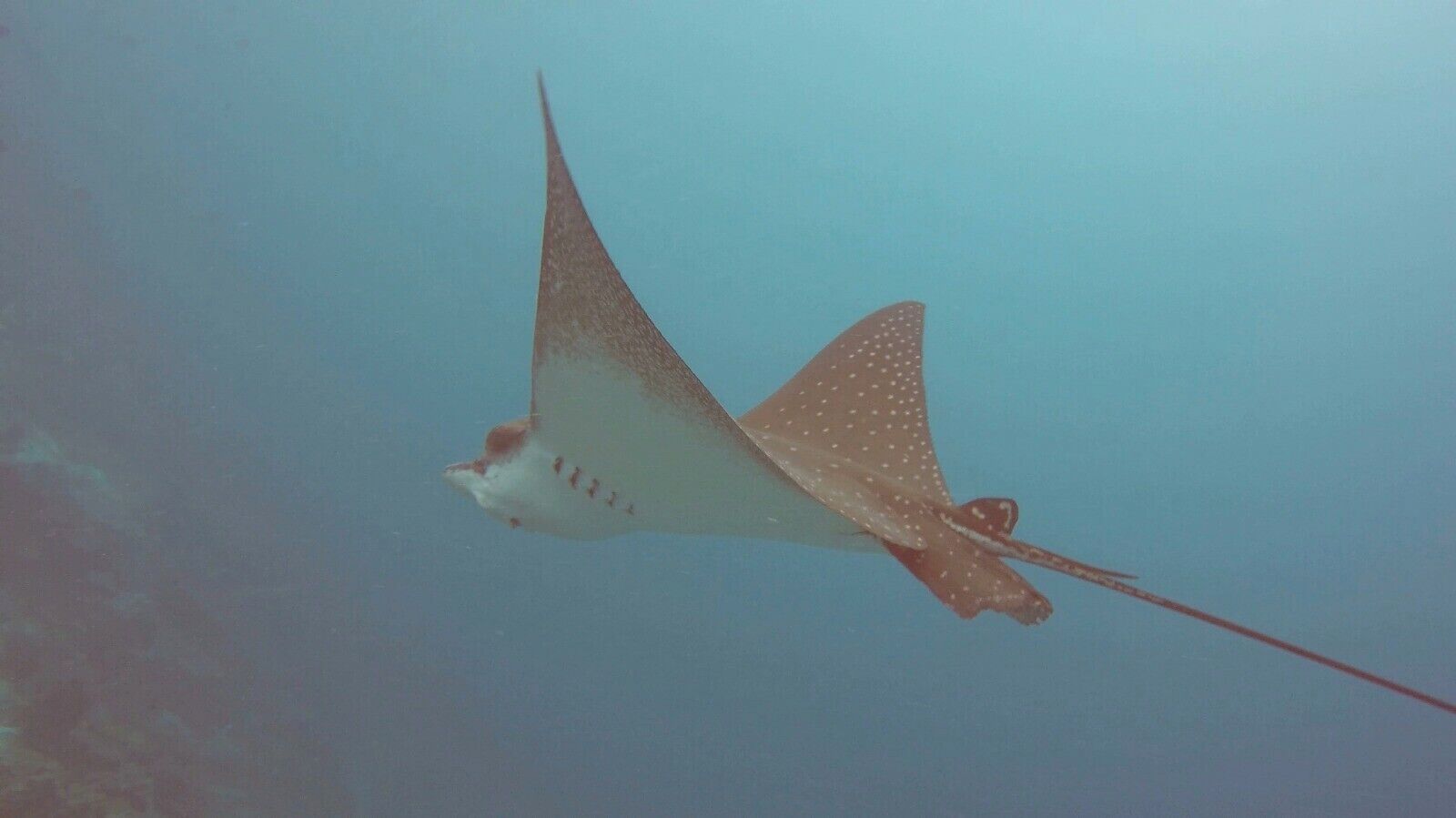 Local wildlife - house reef - spotted eagle ray #lifeatexpedia