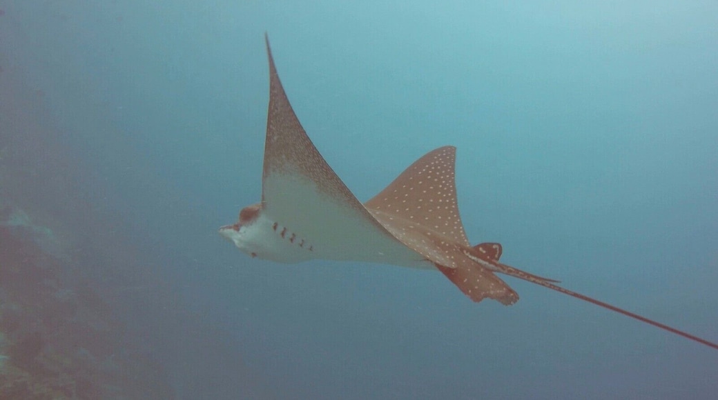 Local wildlife - house reef - spotted eagle ray #lifeatexpedia