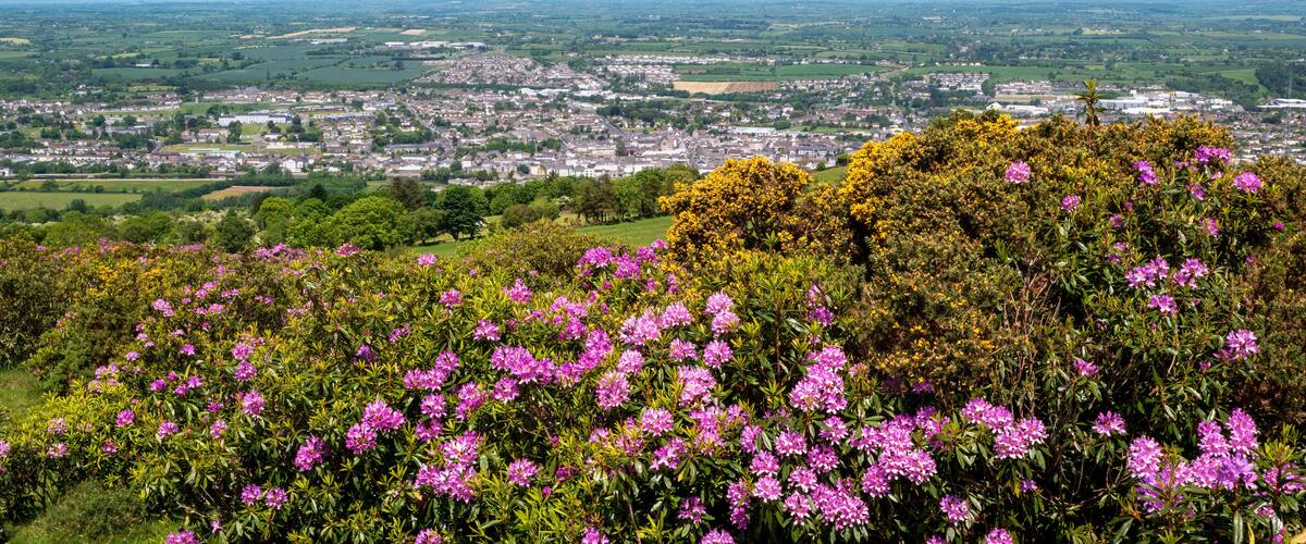 A town with purple flowers in the foreground and a view of the town and surrounding countryside.