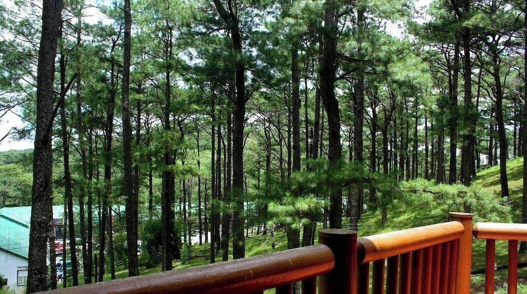 I spent my childhood summers here in this Pine filled Mountain scape called Baguio City. Taken standing from the Manor, @ Camp John Hay. The Green roof seen behind the trees is where my cousins and I would head to play bowling and eat ice cream. #green