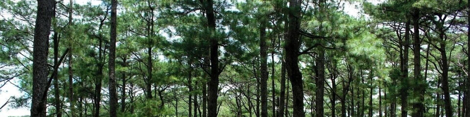 I spent my childhood summers here in this Pine filled Mountain scape called Baguio City. Taken standing from the Manor, @ Camp John Hay. The Green roof seen behind the trees is where my cousins and I would head to play bowling and eat ice cream. #green
