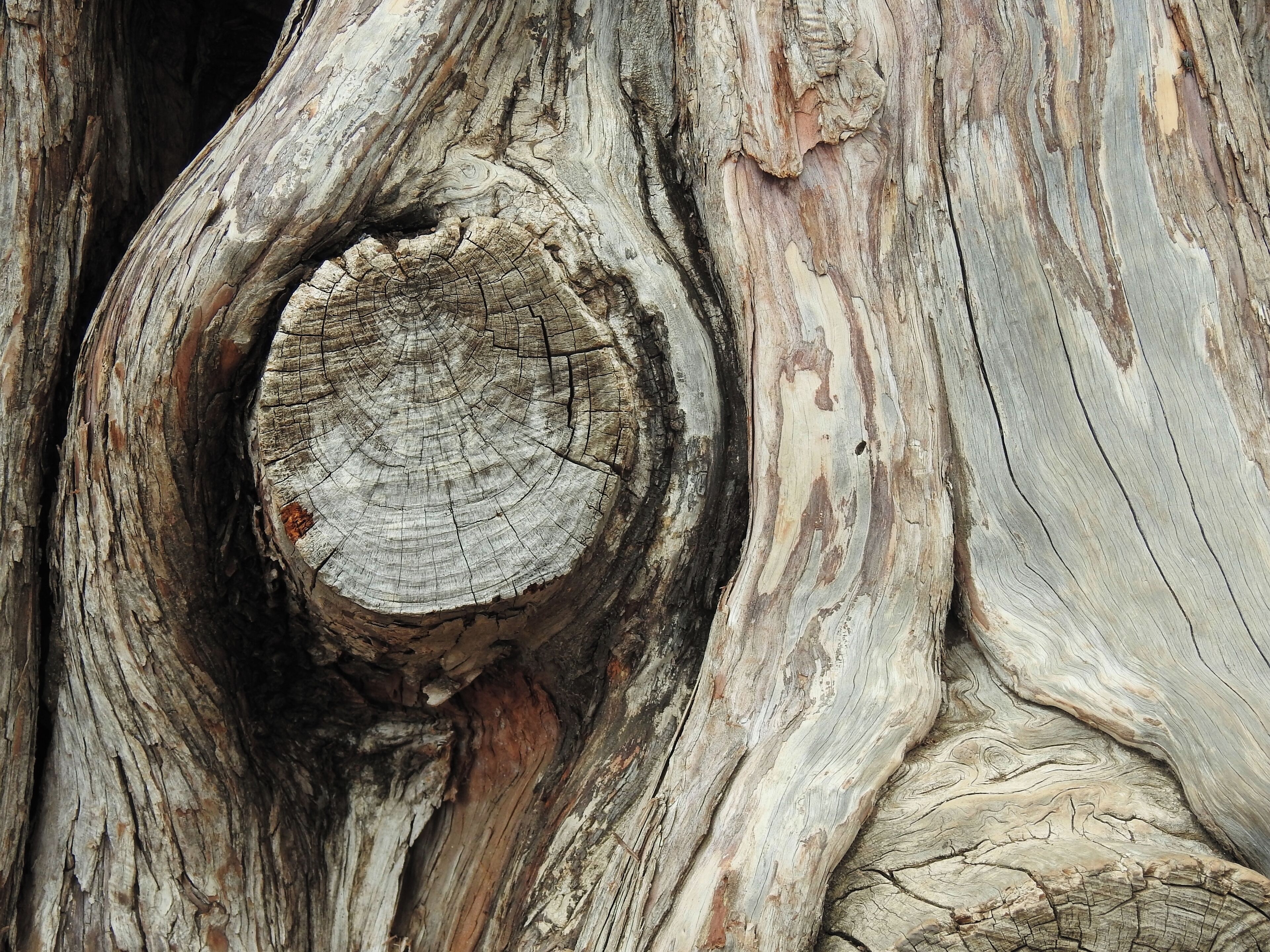 #bark #tree #arvore #casca

Detalhe de casca de árvore

Em minhas viagens tenho fotografado exaustivamente alguns temas. No fundo, sempre na esperança de publicá-los de alguma forma. Tenho perseguido o tema "Cascas de árvores" devido à sua diversidade de texturas, de formas e de cores.

Bark detail

In my travels I have photographed exhaustively some themes. In the background, always hoping to publish them somehow. I have pursued the theme "Tree Barks" because of its diversity of textures, shapes and colors.