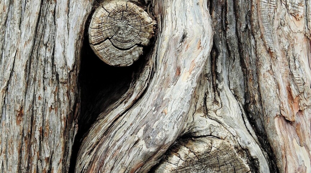 #bark #tree #arvore #casca #Nature
Bark detail
The trees of my journeys - II
Poem by Pedro Veludo
Translation by Jorge Veludo
If I could, I would climb to
the highest of your ramifications,
choose the warmest of your branches,
and there built a nest
for my desires. Then,
one by one, I would string the
songs the wind sings in
your leaves, braid in
the laughter of the birds and allow myself
to dream but a second.
If I could ...
Detalhe de casca de árvore
As árvores do meu caminho - II
Poema de Pedro Veludo
Se eu pudesse, subiria à mais
alta de tuas ramadas,
escolheria o mais morno dos
teus galhos e lá faria um ninho
para os meus desejos. Depois,
uma a uma, enfileirava as
canções que o vento canta nas
tuas folhas, juntava-lhes os
risos dos pássaros e deixava-
me sonhar apenas por um
segundo. Se eu pudesse ...