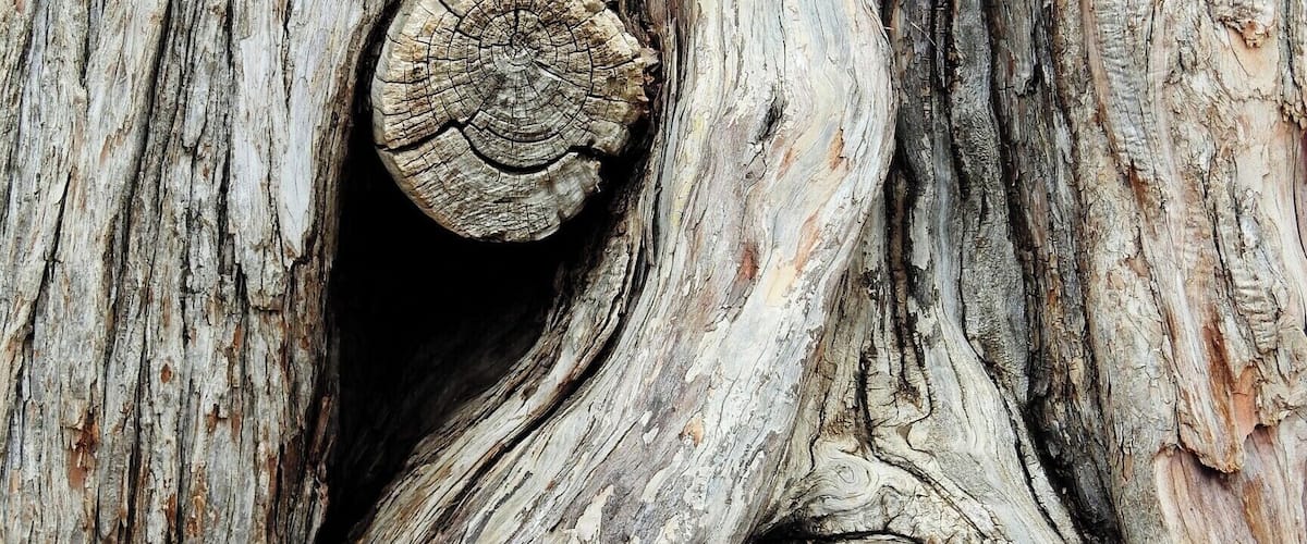 #bark #tree #arvore #casca #Nature
Bark detail
The trees of my journeys - II
Poem by Pedro Veludo
Translation by Jorge Veludo
If I could, I would climb to
the highest of your ramifications,
choose the warmest of your branches,
and there built a nest
for my desires. Then,
one by one, I would string the
songs the wind sings in
your leaves, braid in
the laughter of the birds and allow myself
to dream but a second.
If I could ...
Detalhe de casca de árvore
As árvores do meu caminho - II
Poema de Pedro Veludo
Se eu pudesse, subiria à mais
alta de tuas ramadas,
escolheria o mais morno dos
teus galhos e lá faria um ninho
para os meus desejos. Depois,
uma a uma, enfileirava as
canções que o vento canta nas
tuas folhas, juntava-lhes os
risos dos pássaros e deixava-
me sonhar apenas por um
segundo. Se eu pudesse ...