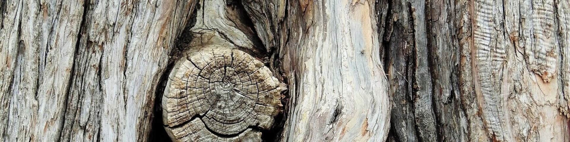 #bark #tree #arvore #casca #Nature
Bark detail
The trees of my journeys - II
Poem by Pedro Veludo
Translation by Jorge Veludo
If I could, I would climb to
the highest of your ramifications,
choose the warmest of your branches,
and there built a nest
for my desires. Then,
one by one, I would string the
songs the wind sings in
your leaves, braid in
the laughter of the birds and allow myself
to dream but a second.
If I could ...
Detalhe de casca de árvore
As árvores do meu caminho - II
Poema de Pedro Veludo
Se eu pudesse, subiria à mais
alta de tuas ramadas,
escolheria o mais morno dos
teus galhos e lá faria um ninho
para os meus desejos. Depois,
uma a uma, enfileirava as
canções que o vento canta nas
tuas folhas, juntava-lhes os
risos dos pássaros e deixava-
me sonhar apenas por um
segundo. Se eu pudesse ...