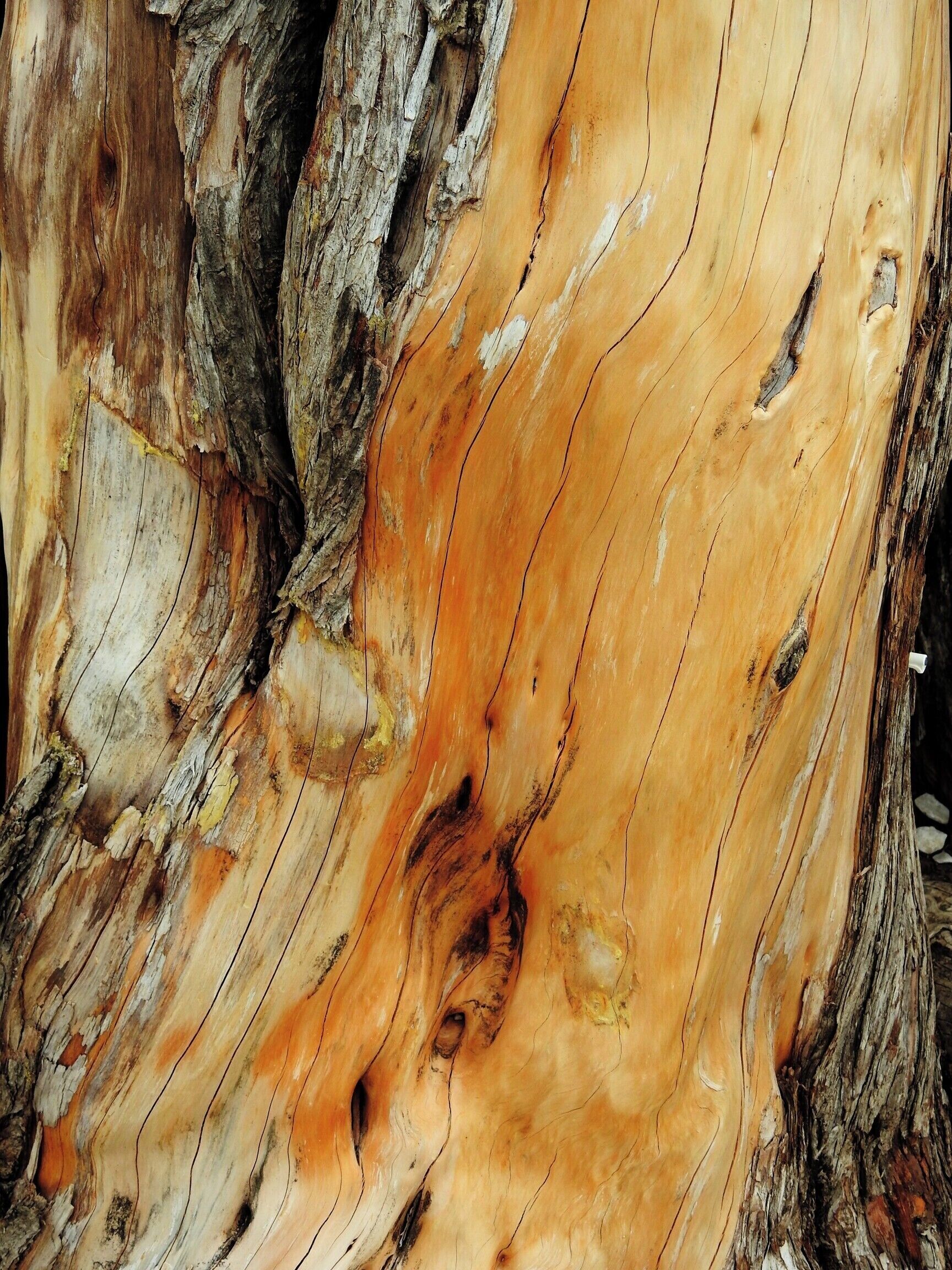 Casca de árvore

Em minhas viagens tenho fotografado exaustivamente alguns temas. No fundo, sempre na esperança de publicá-los de alguma forma. Tenho perseguido o tema "Cascas de árvores" devido à sua diversidade de texturas, de formas e de cores.

In my travels I have photographed exhaustively some themes. In the background, always hoping to publish them somehow. I have pursued the theme "Tree Barks" because of its diversity of textures, shapes and colors.

#bark #tree #arvore #casca