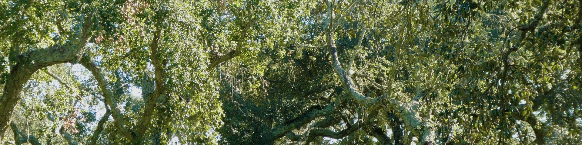 These beautiful oaks are part of the cork family. If you look closely, you will see that the cork was cut off in 2016. It will be nine years before they will get another cutting. It looks like they are missing their coats.