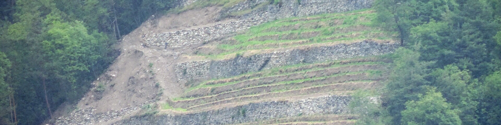 Campos em socalcos numa encosta, com uma floresta densa ao fundo.