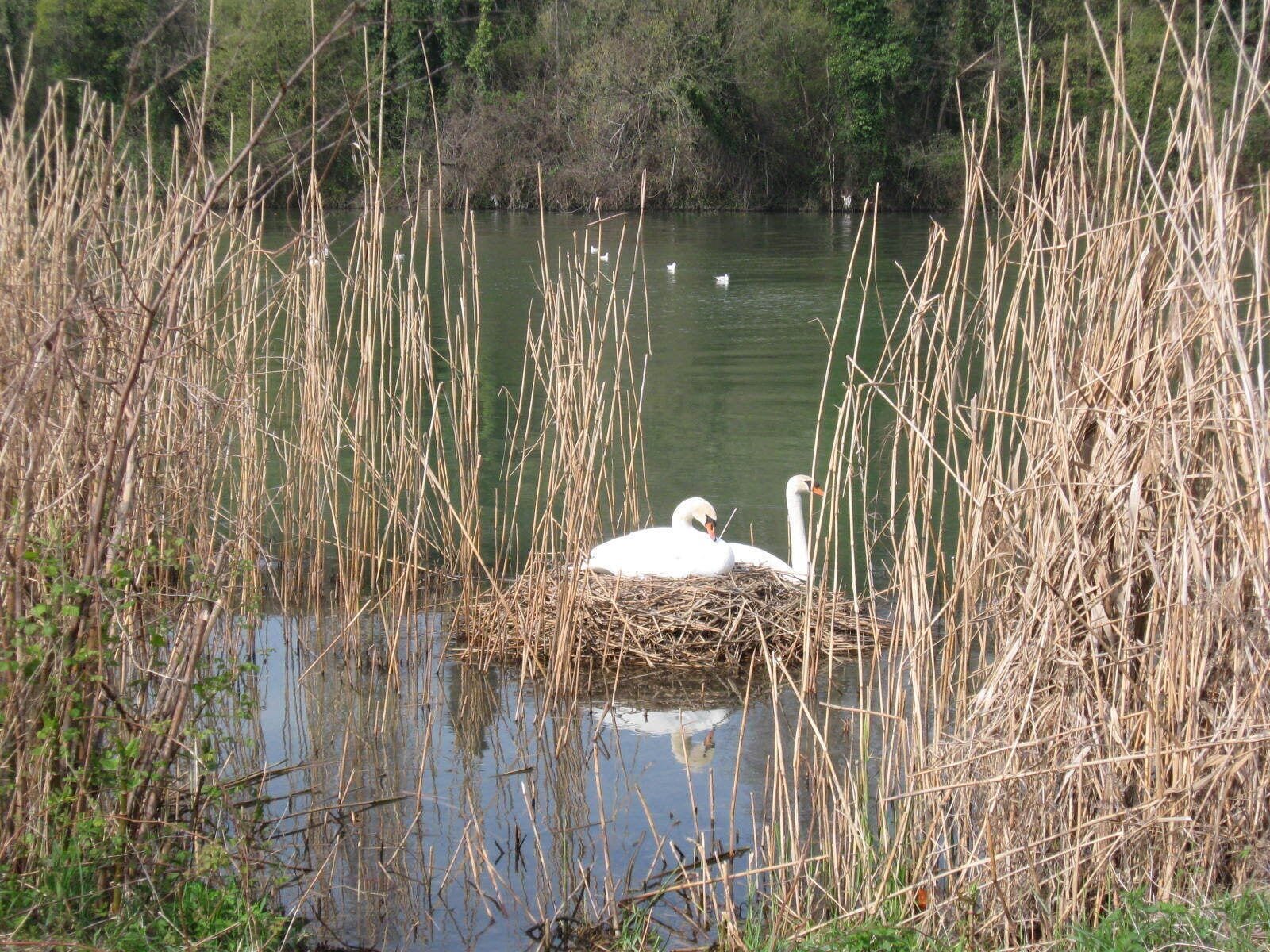 Fiume Adige tra Belluno Veronese e Verona Ovest (Q49963270)
