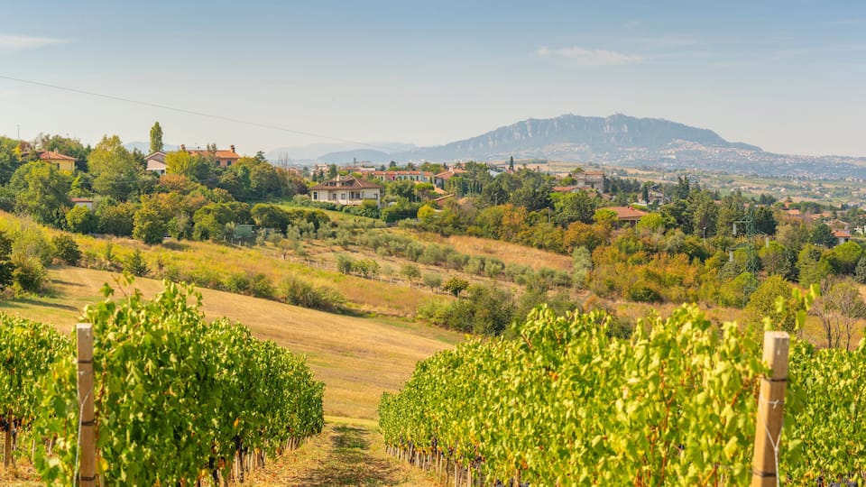 A vineyard with rows of grapevines, a hillside with houses, and a mountain in the background.