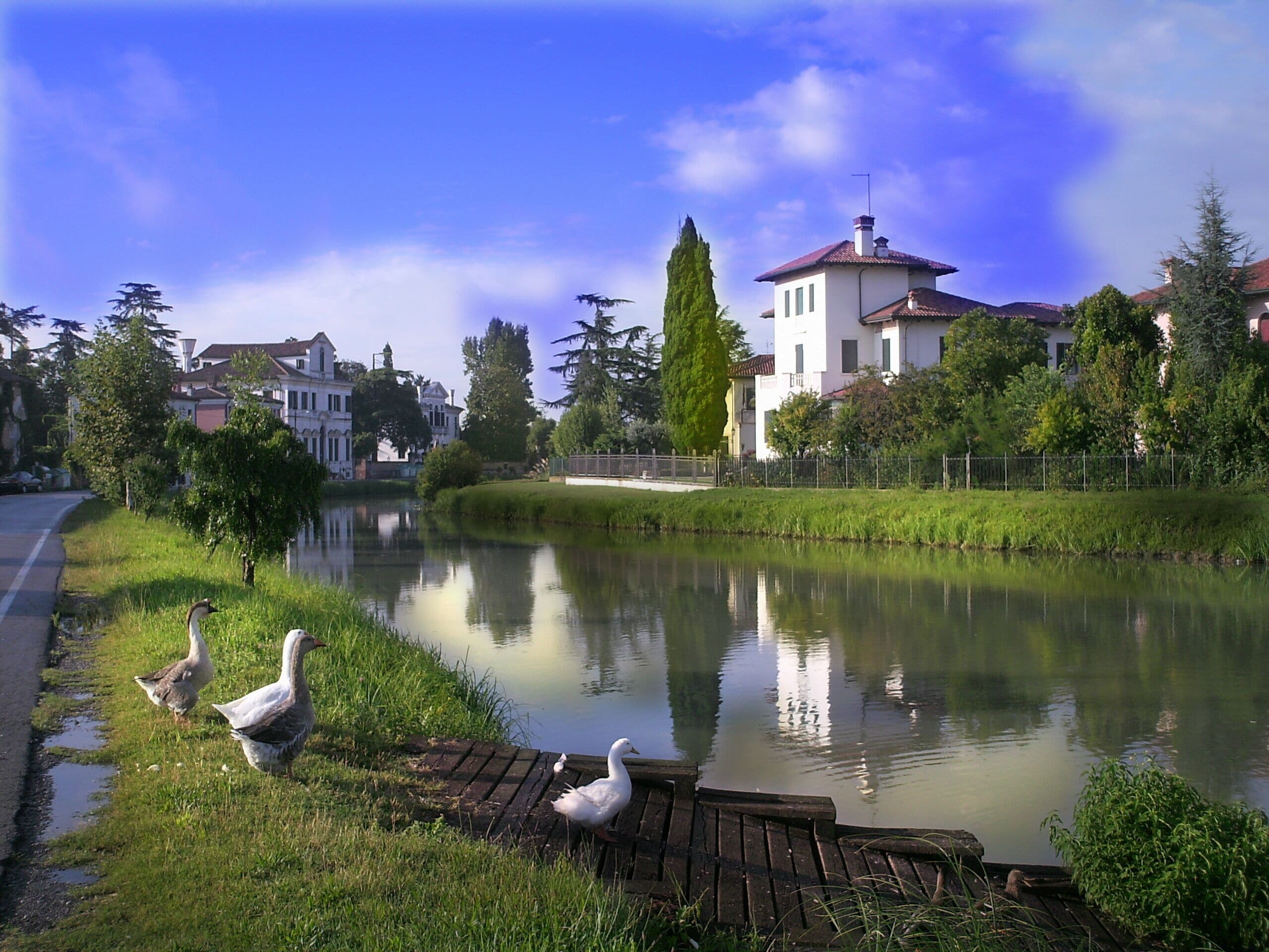 A serene pond with ducks, surrounded by lush greenery and residential buildings.