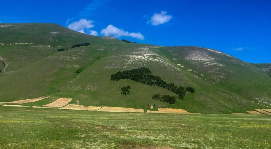 Il bosco Italia