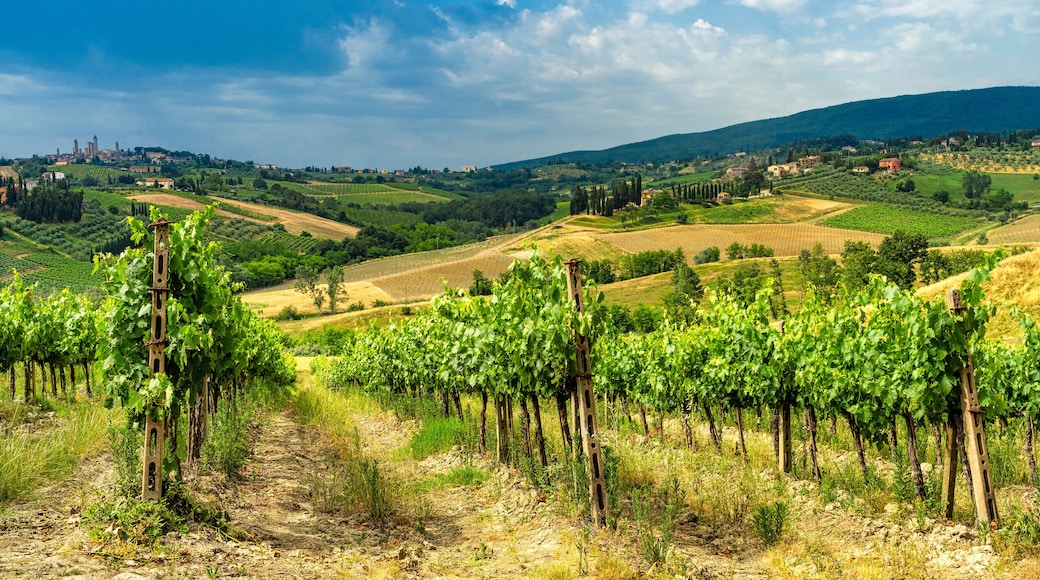 Summer landscape in the Chianti region at summer