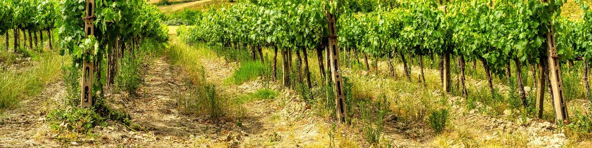 Summer landscape in the Chianti region at summer
