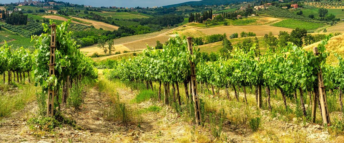 A vineyard with rows of grapevines, rolling hills, and distant buildings.