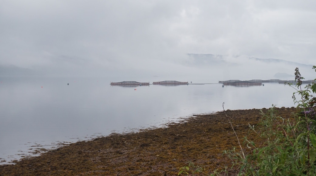 Salmon farming tanks submerged in the loch at first light