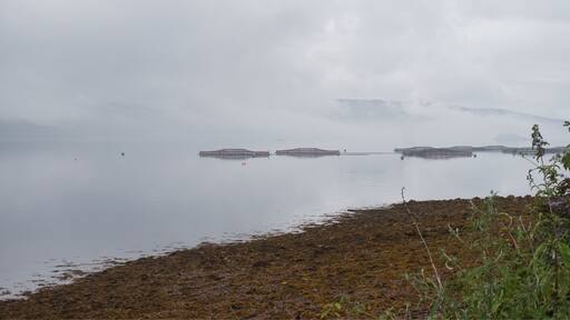 Salmon farming tanks submerged in the loch at first light