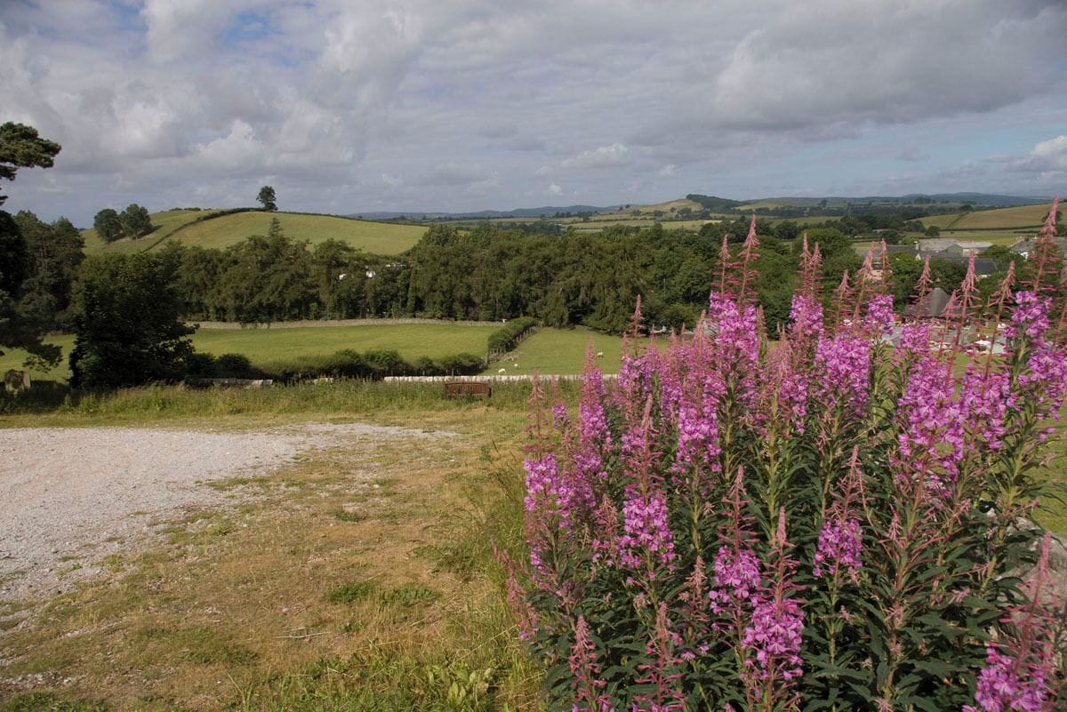 A rural landscape with rolling hills, a gravel path, and purple flowers in the foreground.