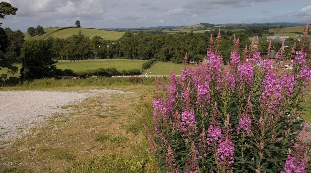 A rural landscape with rolling hills, a gravel path, and purple flowers in the foreground.