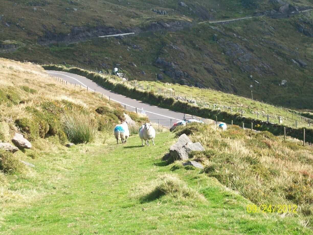 Share the path with some locals. They way out number the population.