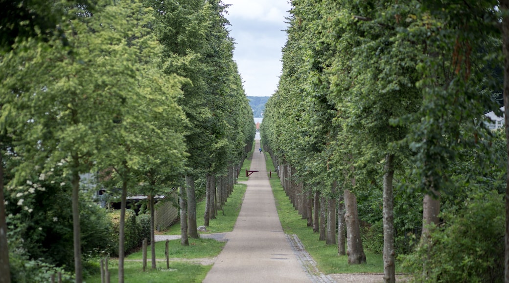 Tree alley at Fredensborg Palace, Denmark