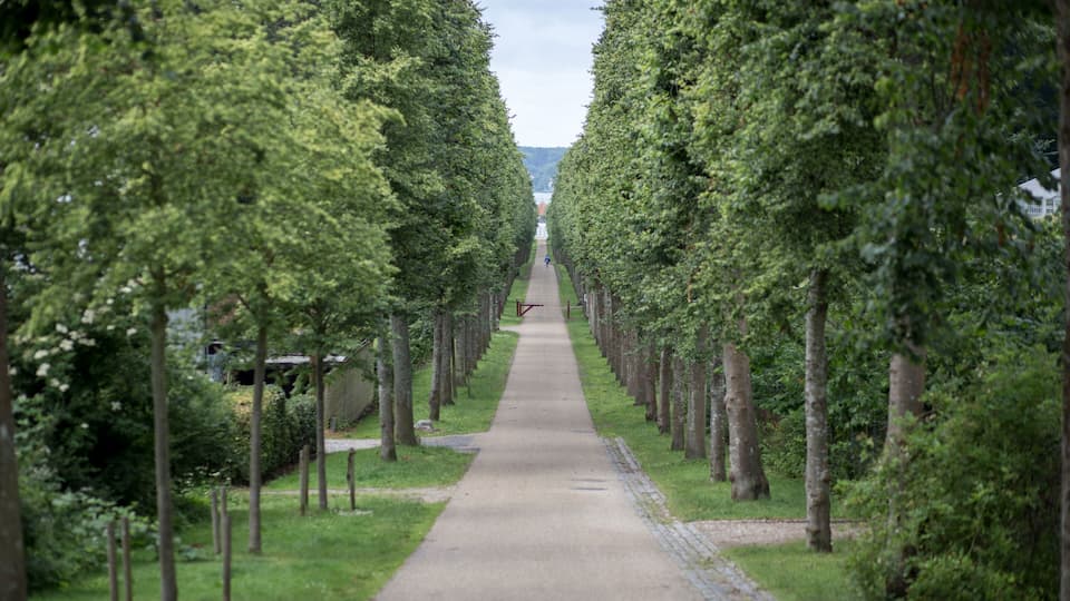 Tree alley at Fredensborg Palace, Denmark