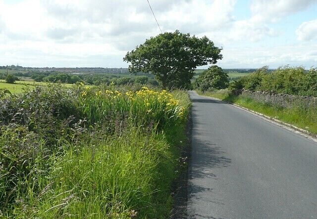 New Lane, Tong Brightened by a patch of yellow flag iris.