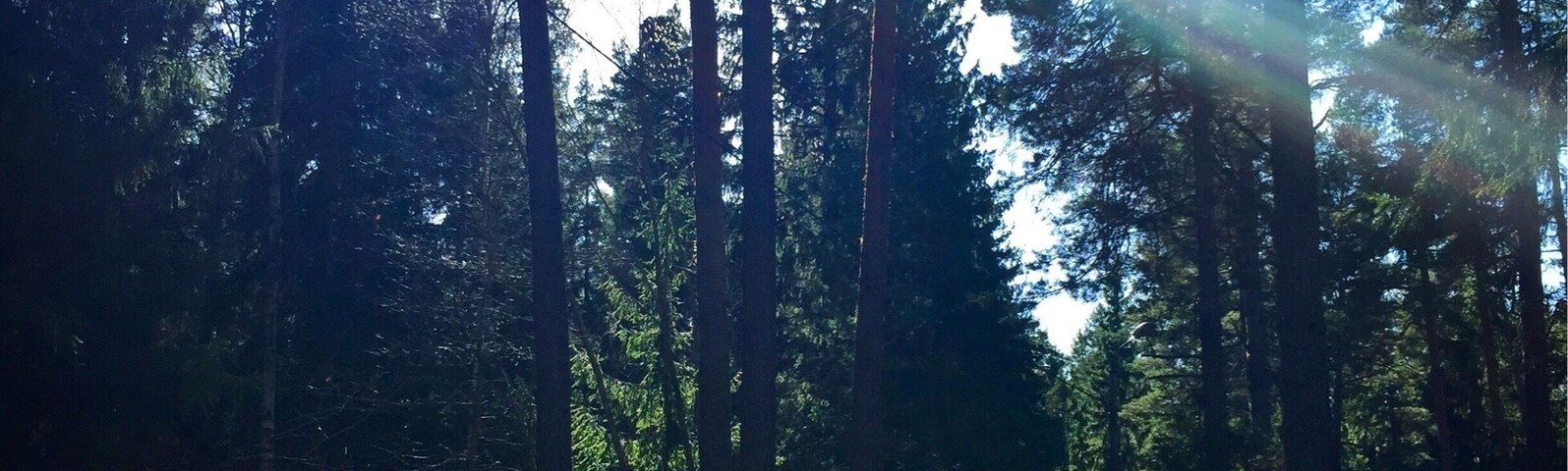 🌲🌿🍃 #forest #green #tree #sun #spring #sweden