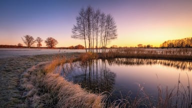 A frozen pond with tall grasses and leafless trees reflecting the sunset.