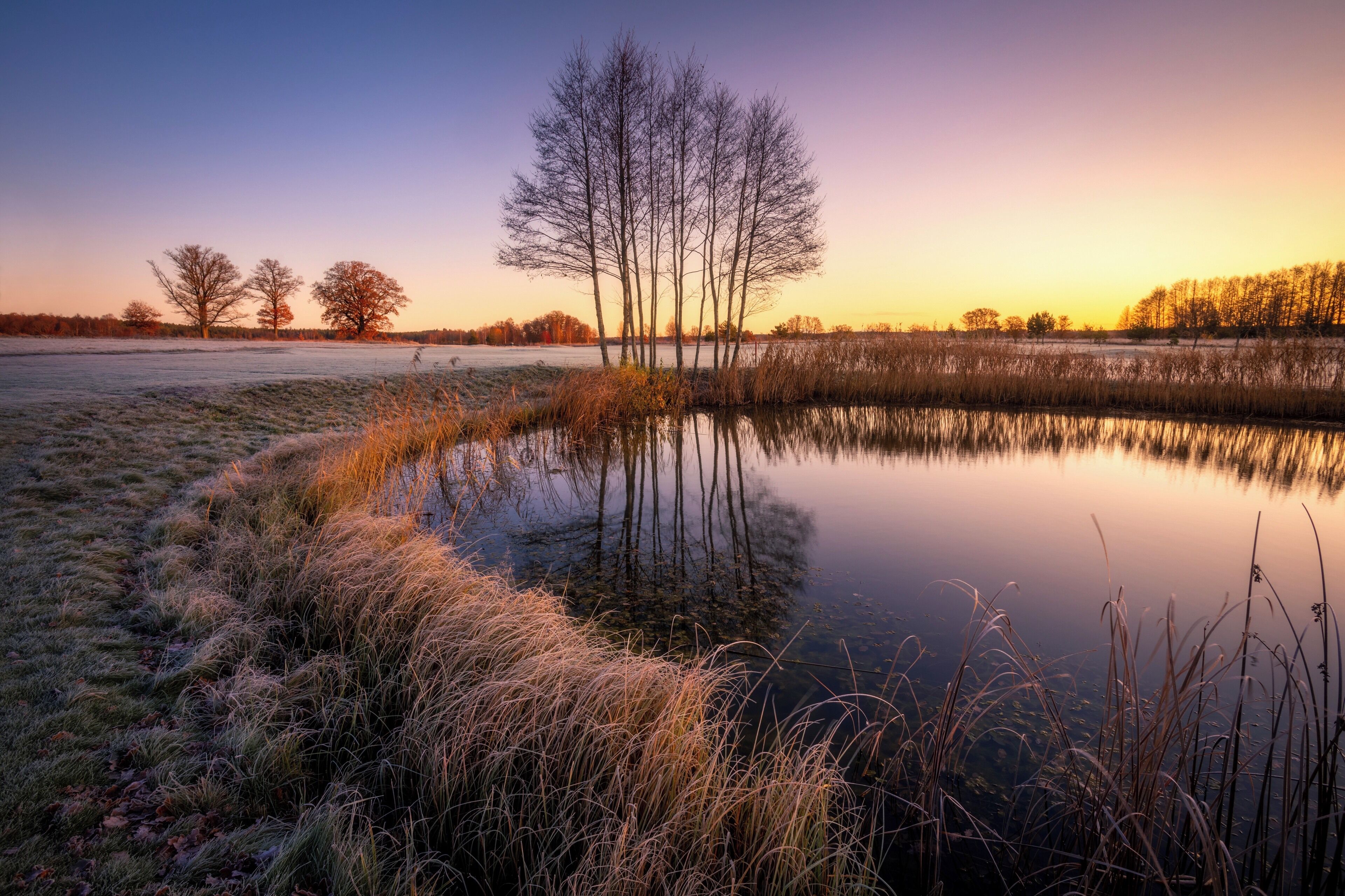 A frozen pond with tall grasses and leafless trees reflecting the sunset.