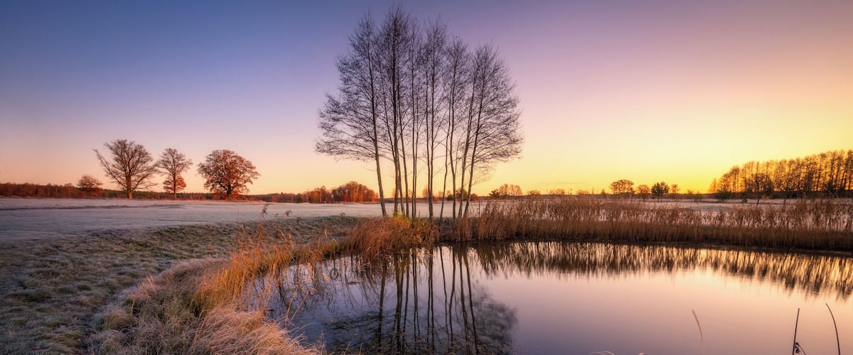 A frozen pond with tall grasses and leafless trees reflecting the sunset.