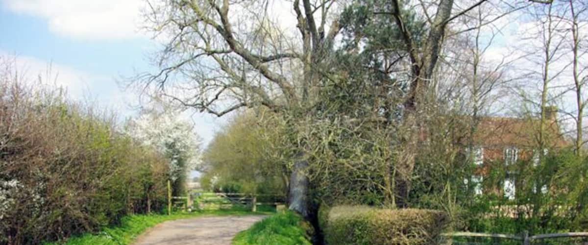 A narrow rural road flanked by trees and bushes, leading towards a residential area.