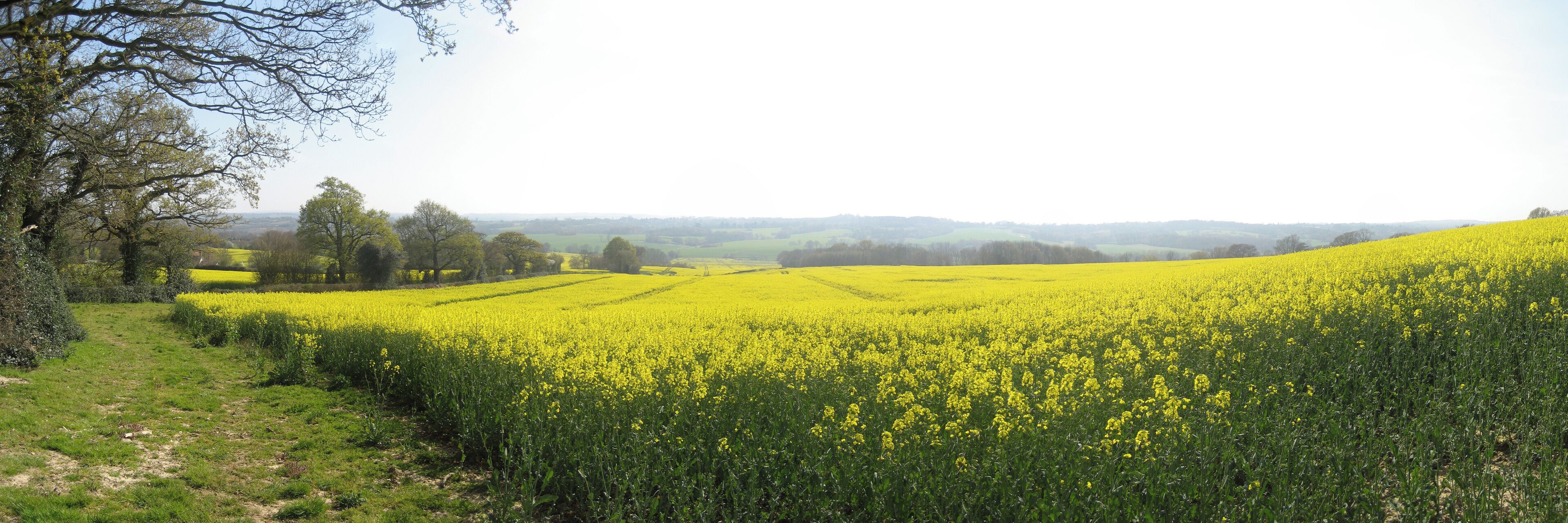 Rapeseed Field, Standen Street, Iden Green